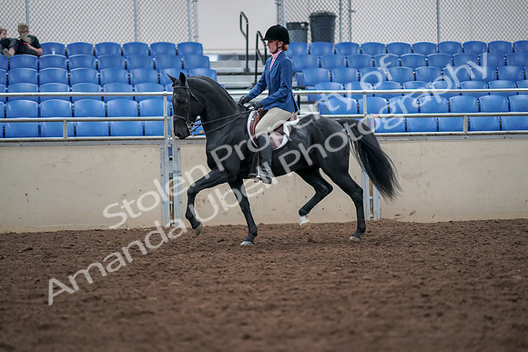 2019 Morgan Horse Show - Aug 30, 2019 - 18353