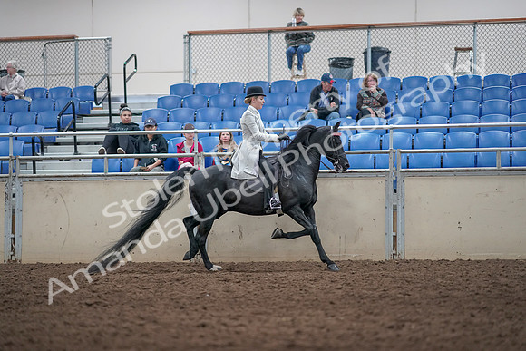 2019 Morgan Horse Show - Aug 31, 2019 - 09627
