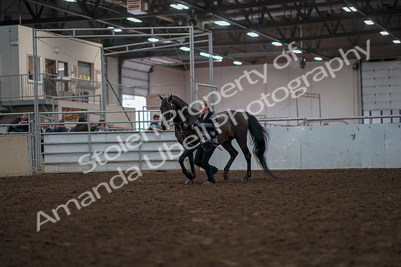 2019 Morgan Horse Show - Aug 31, 2019 - 03383