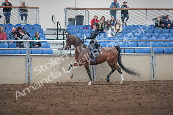 2019 Morgan Horse Show - Aug 31, 2019 - 20490