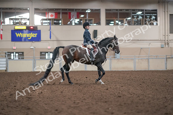 2019 Morgan Horse Show - Aug 31, 2019 - 19605