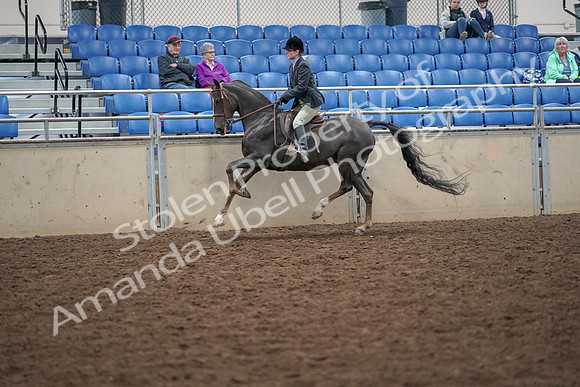 2019 Morgan Horse Show - Aug 30, 2019 - 20487