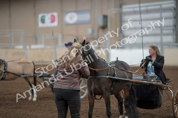 2019 Morgan Horse Show - Aug 31, 2019 - 04553