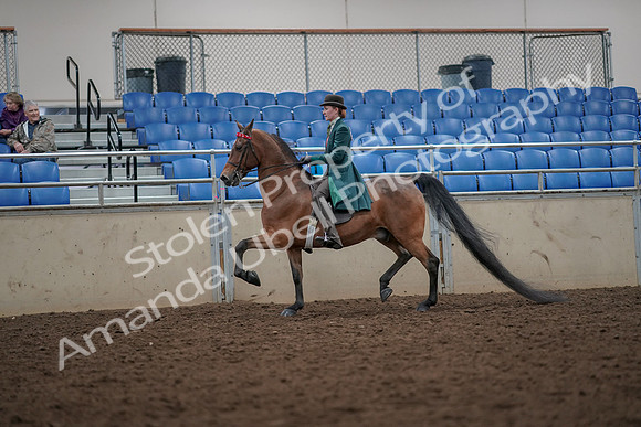 2019 Morgan Horse Show - Aug 30, 2019 - 27959