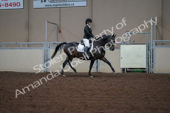 2019 Morgan Horse Show - Aug 30, 2019 - 18528