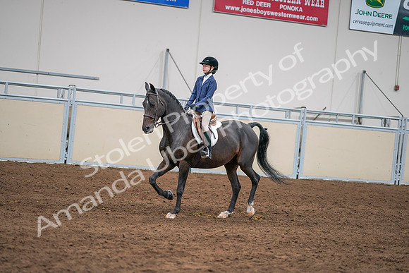 2020 - AB Morgan Horse - Sun, Sept 06 - 08182