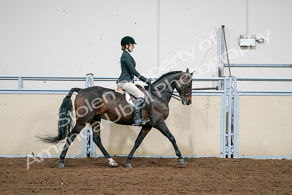 2020 - AB Morgan Horse - Sat, Sept 05 - 14586
