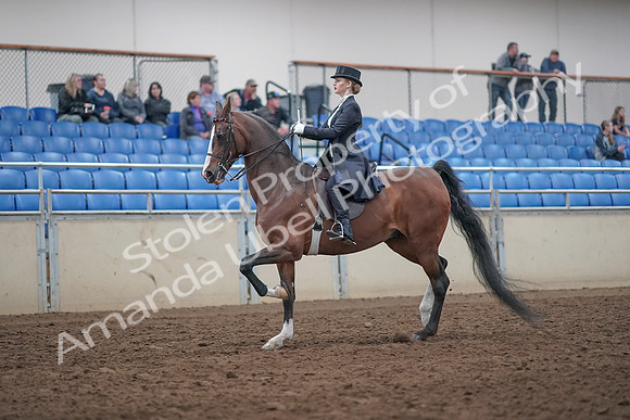 2019 Morgan Horse Show - Aug 31, 2019 - 20372