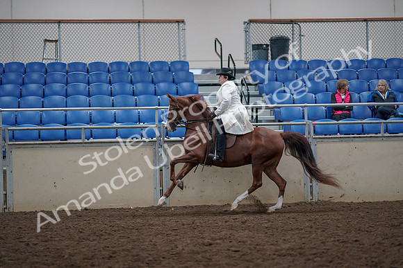 2019 Morgan Horse Show - Aug 31, 2019 - 17903