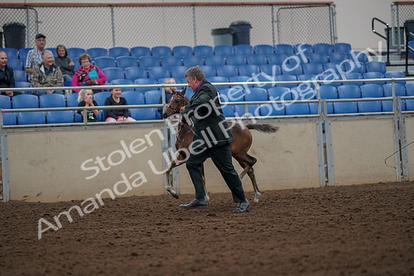 2019 Morgan Horse Show - Aug 30, 2019 - 24652
