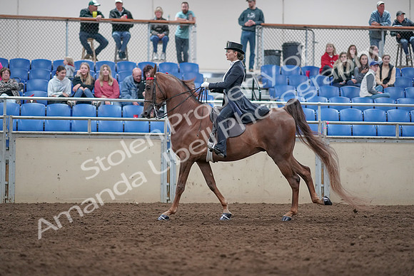 2019 Morgan Horse Show - Aug 31, 2019 - 20579