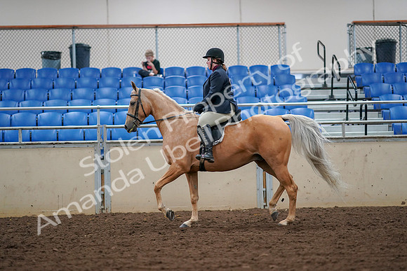2019 Morgan Horse Show - Aug 30, 2019 - 16088