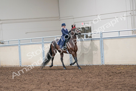 2020 - AB Morgan Horse - Sat, Sept 05 - 04865