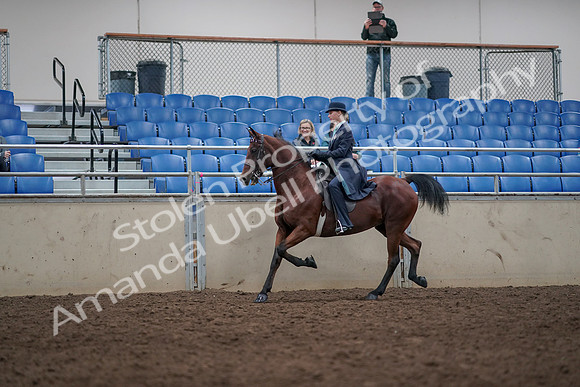 2019 Morgan Horse Show - Aug 31, 2019 - 09353