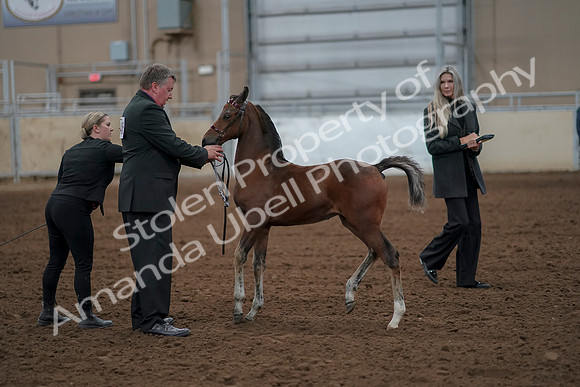 2019 Morgan Horse Show - Aug 30, 2019 - 24760