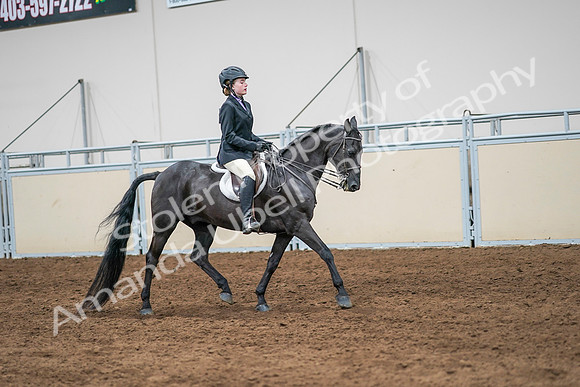 2020 - AB Morgan Horse - Sun, Sept 06 - 08041