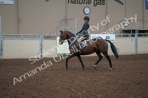 2019 Morgan Horse Show - Aug 31, 2019 - 19813