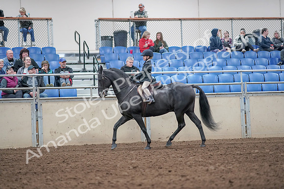2019 Morgan Horse Show - Aug 31, 2019 - 19477