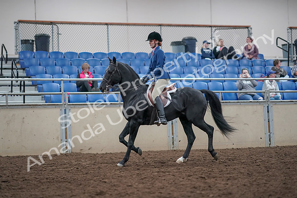 2019 Morgan Horse Show - Aug 31, 2019 - 16601