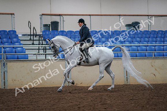 2019 Morgan Horse Show - Aug 30, 2019 - 17418