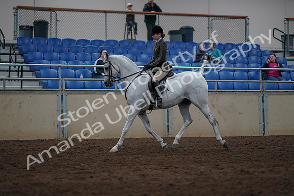 2019 Morgan Horse Show - Sept 01, 2019 - 08635