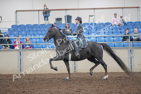 2019 Morgan Horse Show - Aug 31, 2019 - 09387