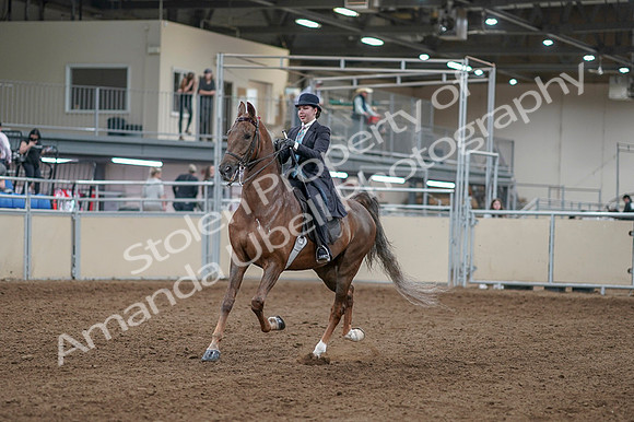 2020 - AB Morgan Horse - Fri, Sept 04 - 11070