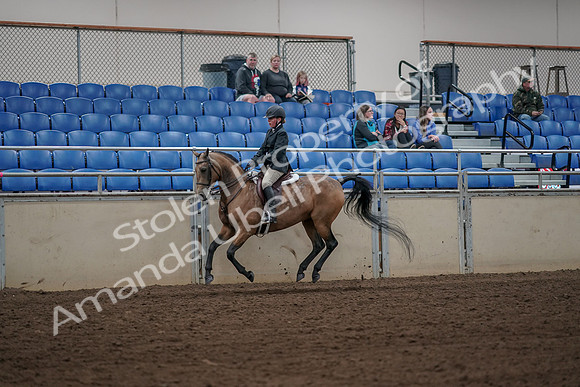 2019 Morgan Horse Show - Aug 31, 2019 - 05142