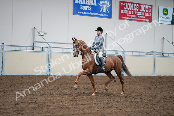 2020 - AB Morgan Horse - Sat, Sept 05 - 03280