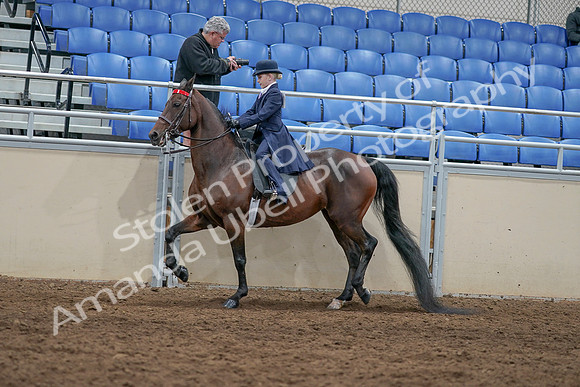 2020 - AB Morgan Horse - Sat, Sept 05 - 04780