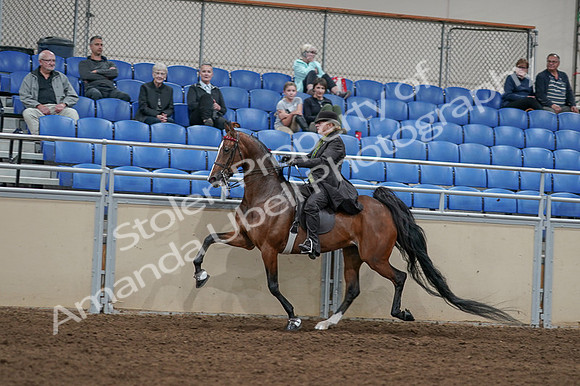 2020 - AB Morgan Horse - Fri, Sept 04 - 09764