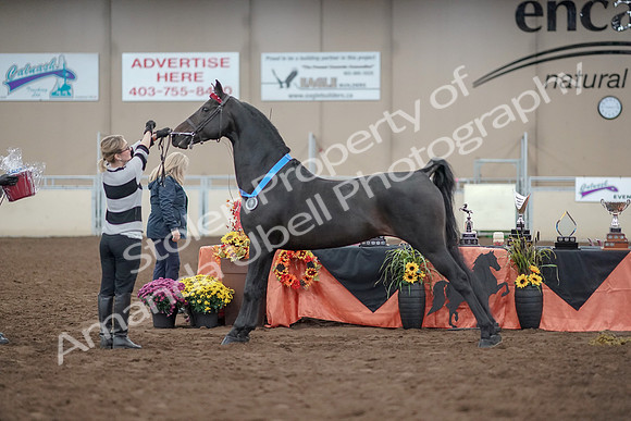 2019 Morgan Horse Show - Aug 31, 2019 - 00965