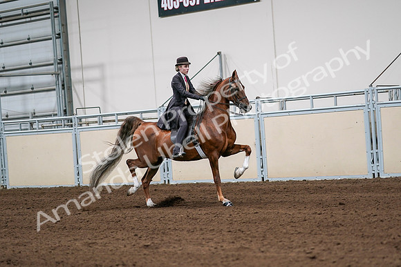 2020 - AB Morgan Horse - Sat, Sept 05 - 06440
