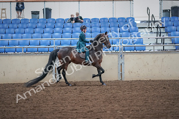 2019 Morgan Horse Show - Aug 30, 2019 - 18186