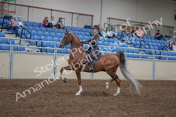 2020 - AB Morgan Horse - Fri, Sept 04 - 11178