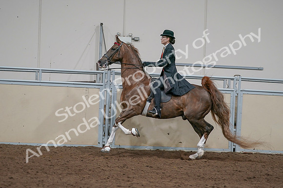 2020 - AB Morgan Horse - Fri, Sept 04 - 09748