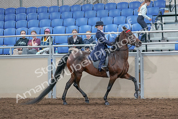 2020 - AB Morgan Horse - Sat, Sept 05 - 04888