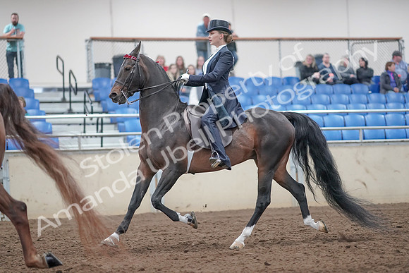 2019 Morgan Horse Show - Aug 31, 2019 - 20535