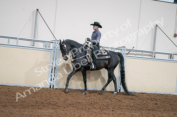 2020 - AB Morgan Horse - Fri, Sept 04 - 08385