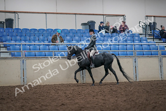 2019 Morgan Horse Show - Aug 31, 2019 - 14853