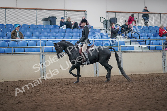 2019 Morgan Horse Show - Aug 31, 2019 - 14670