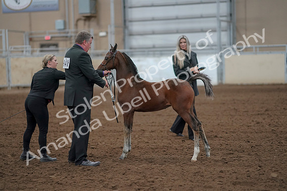 2019 Morgan Horse Show - Aug 30, 2019 - 24758
