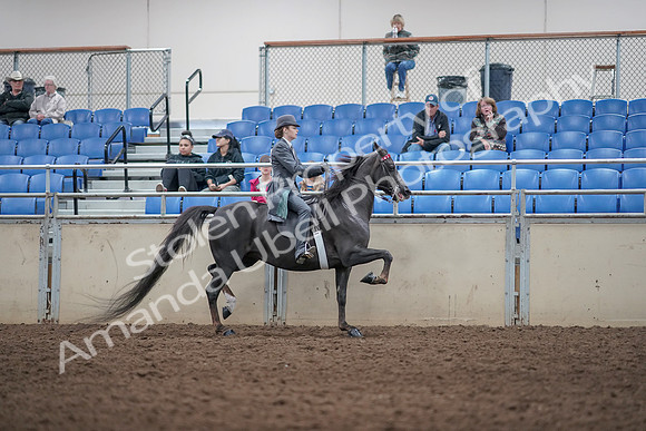 2019 Morgan Horse Show - Aug 31, 2019 - 09645