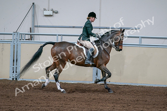 2020 - AB Morgan Horse - Fri, Sept 04 - 01758