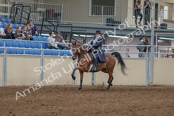 2020 - AB Morgan Horse - Fri, Sept 04 - 11448