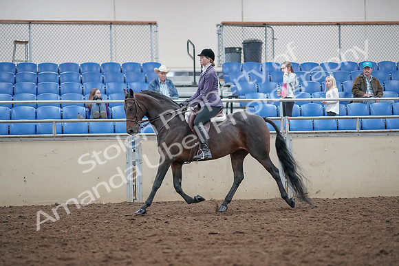 2019 Morgan Horse Show - Aug 31, 2019 - 14945