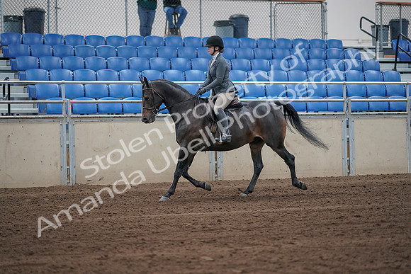 2019 Morgan Horse Show - Sept 01, 2019 - 10889_1