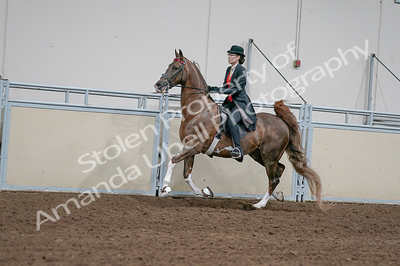 2020 - AB Morgan Horse - Fri, Sept 04 - 09599