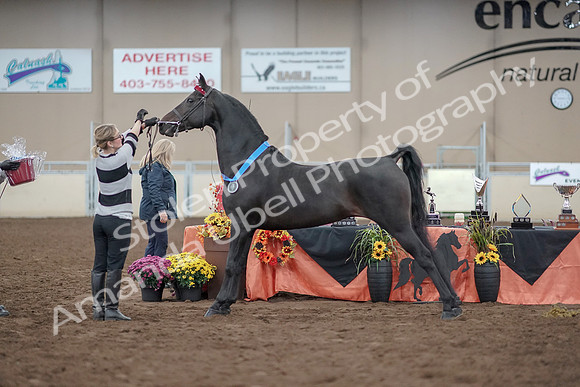2019 Morgan Horse Show - Aug 31, 2019 - 00968