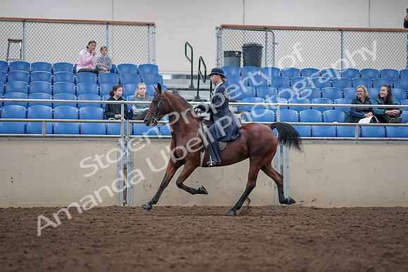 2019 Morgan Horse Show - Aug 31, 2019 - 09363